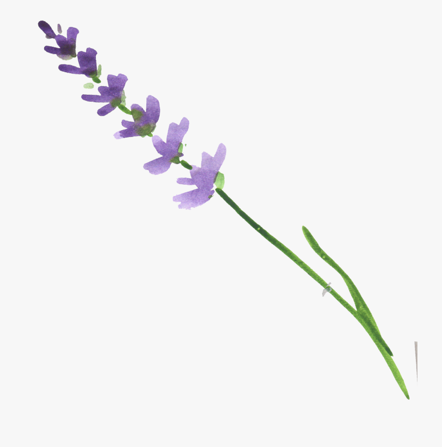 Ftestickers Watercolor Lavender - Watercolor Lavender Transparent Background, Transparent Clipart