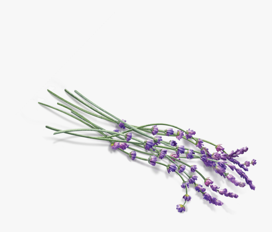 Transparent Lavender Wreath Clipart - Dry Lavender Png Transparent, Transparent Clipart