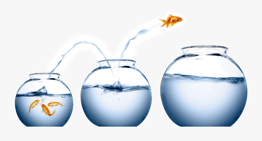It"s Easy To Treat Wealth A Bit Like Being A Koi In - Fish Jumping Out Of Bowls, Transparent Clipart