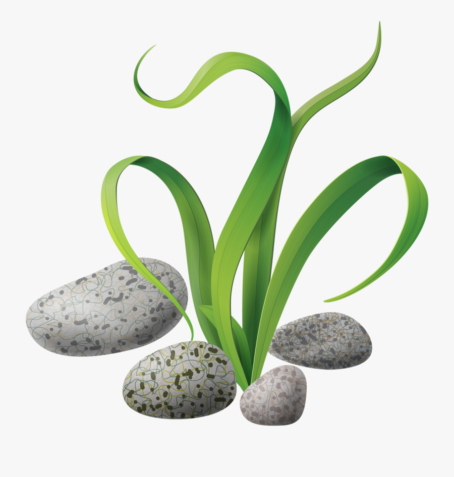 Plant Clipart Fish - Coral Transparent Under The Sea Clipart, Transparent Clipart