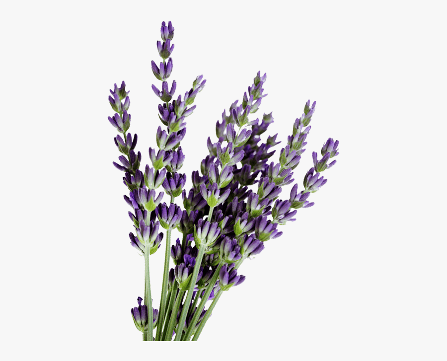 Clip Art Fresh Flowers Bulk Healthy - Dried Lavender Transparent Background, Transparent Clipart