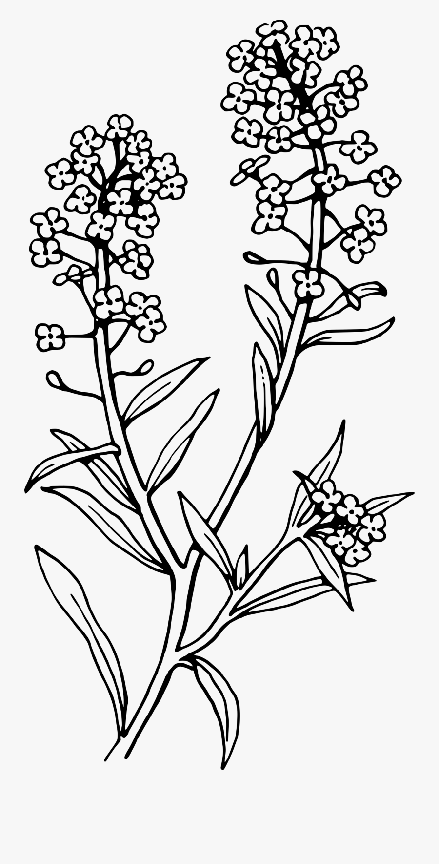 Lavender Clipart Black And White - Transparent Black And White Plant, Transparent Clipart
