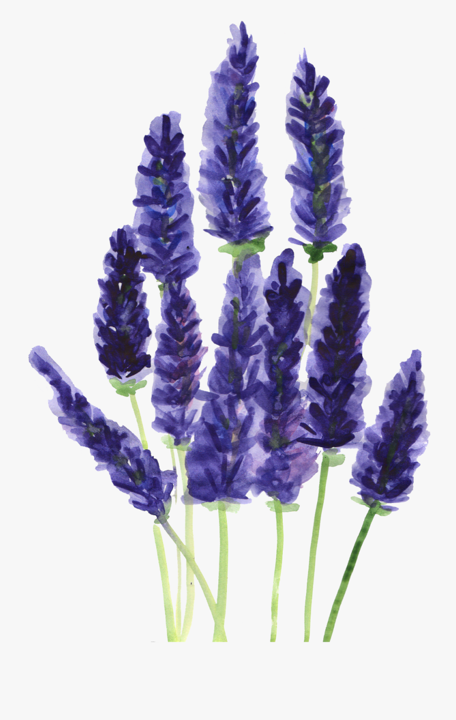 Ftestickers Watercolor Flowers Report - Lavender Watercolor Floral Clip Art, Transparent Clipart