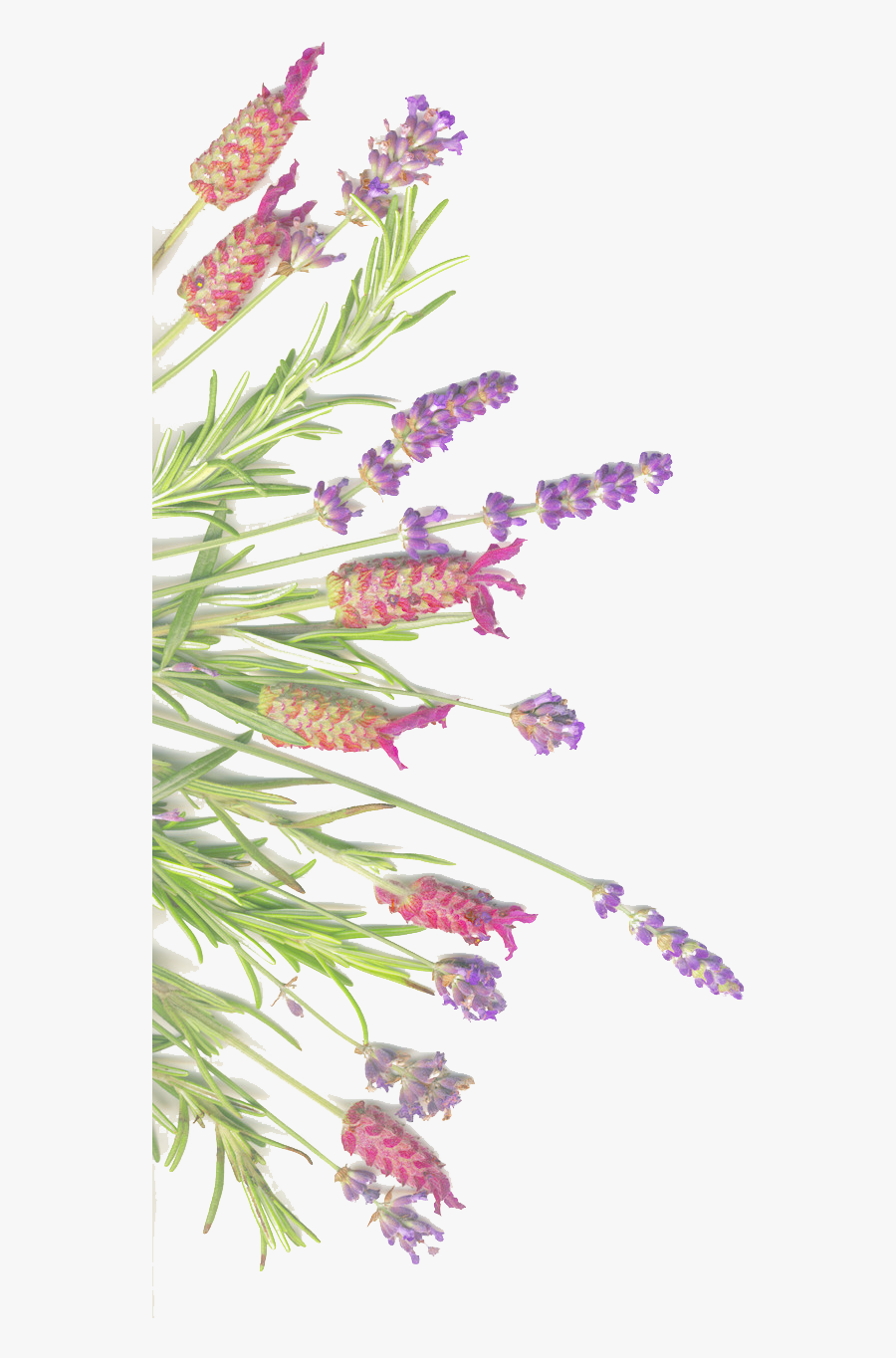 And On Herb Sage Lavender Isolated Common Clipart - Medicinal Lavender Sage Png, Transparent Clipart