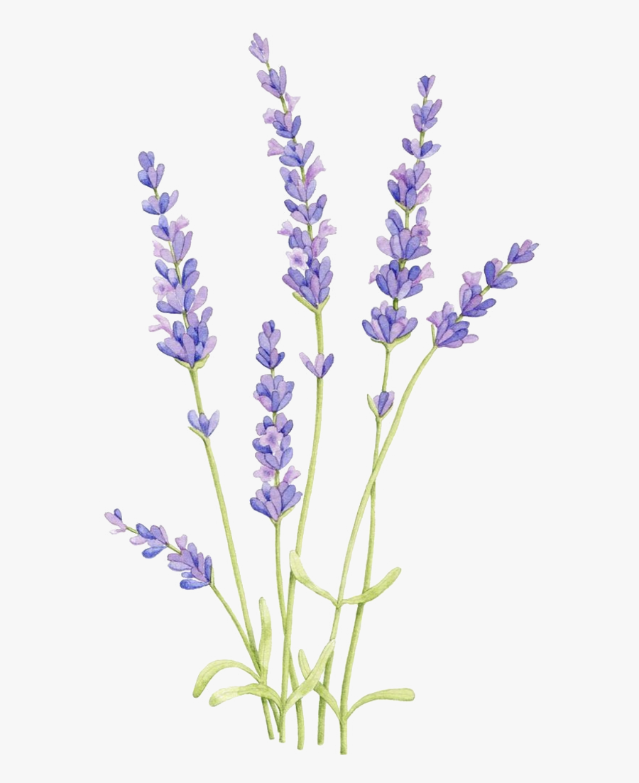 Lavender Flowers Tree - Vẽ Hoa Oải Hương, Transparent Clipart