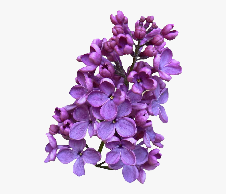 Lilac Clipart Png, Transparent Clipart