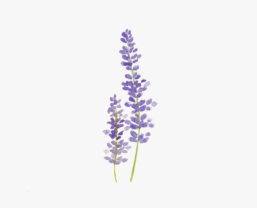 Clip Art Drawing Ubisafe Tattoo Sciencemadesimpleinfo - Simple Lilac Flower Drawing, Transparent Clipart