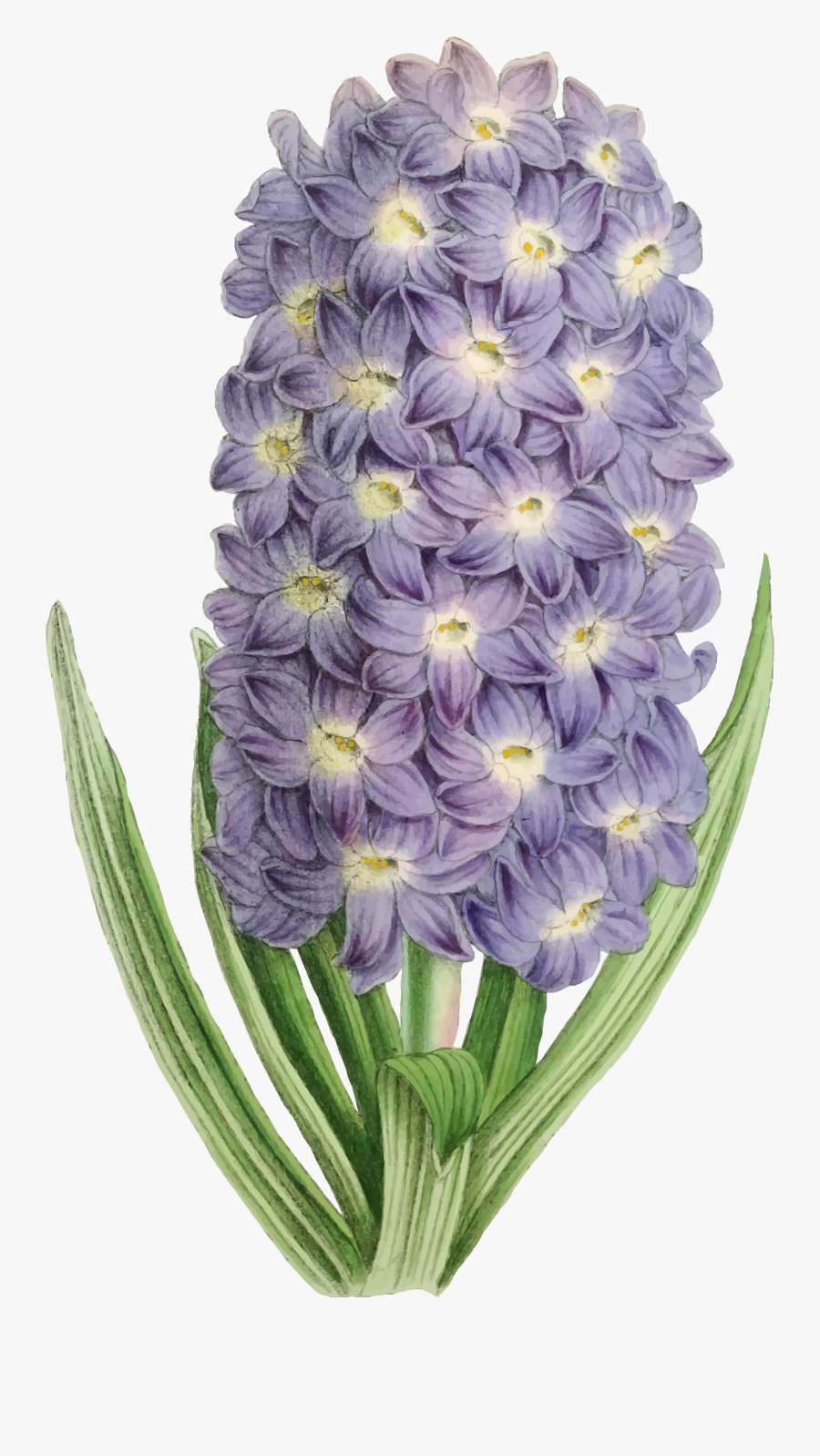 Clip Art Royalty Free Flower Illustration Big Image - Orquudea Moldura Fundo Transparente, Transparent Clipart
