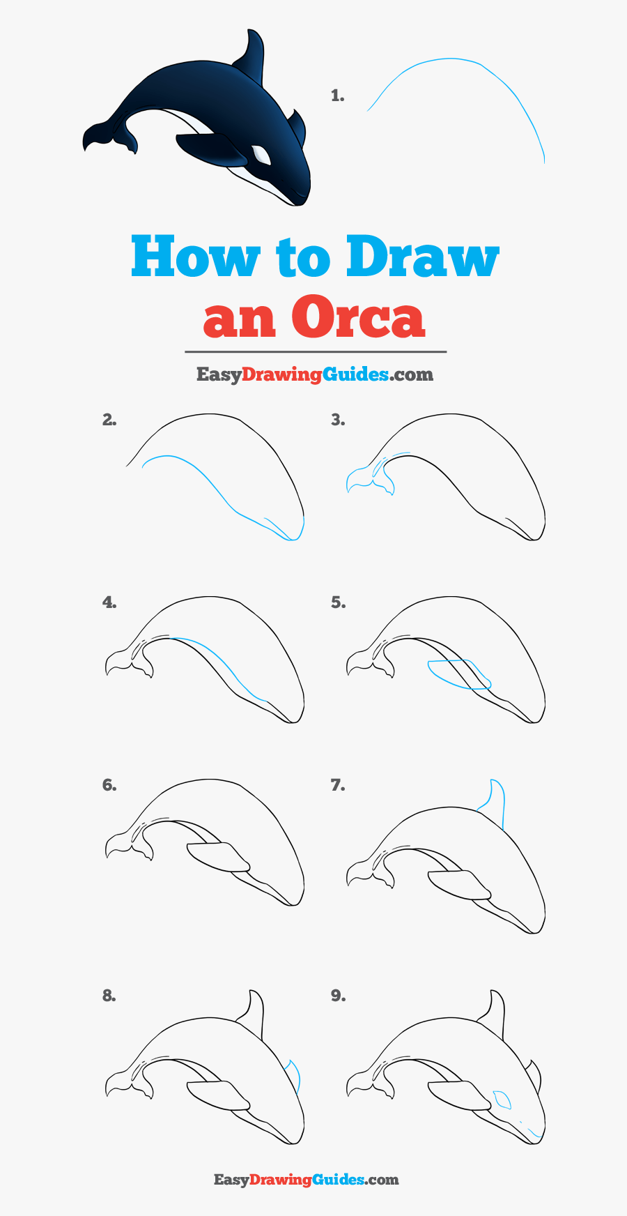 How To An Orcas - Drawing, Transparent Clipart