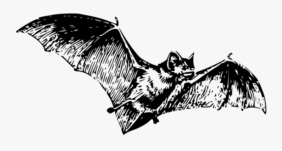 Bat Clipart Line Art - Bats Black And White, Transparent Clipart