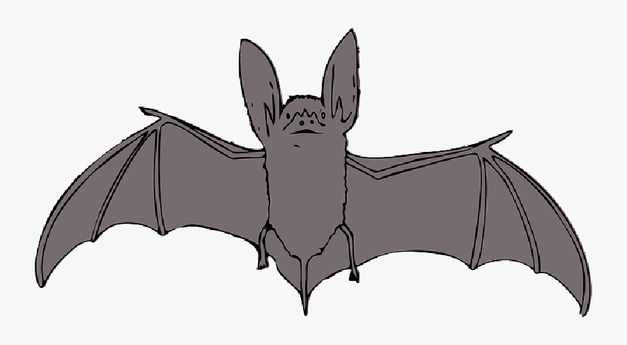 Transparent Cute Bat Png - Ozark Big Eared Bat Drawings, Transparent Clipart