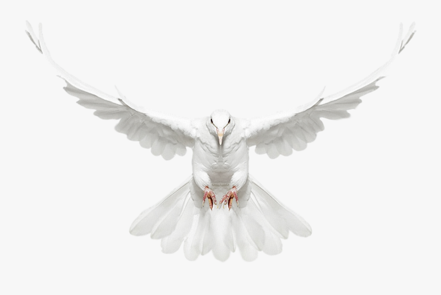 United Art Photographer Photography States Dove Creature - White Doves Flying Png, Transparent Clipart