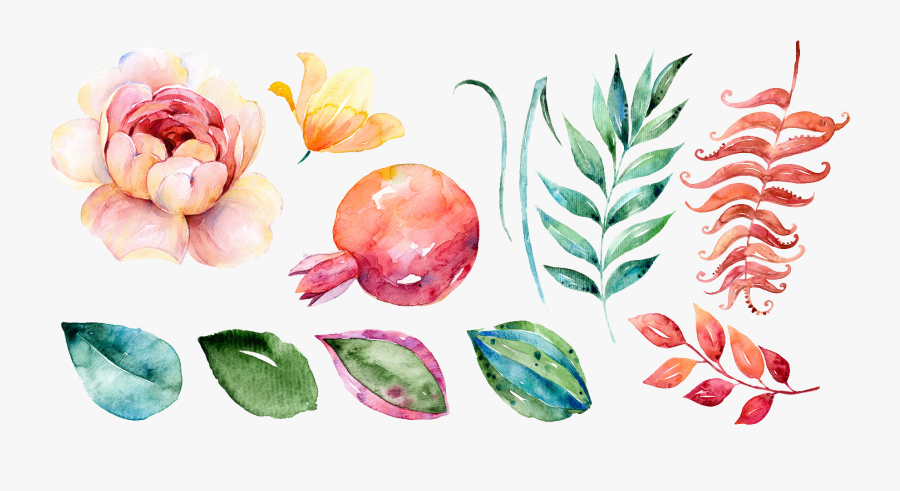 Transparent Watercolor Peony Clipart - Watercolor Flower Pomegranate, Transparent Clipart