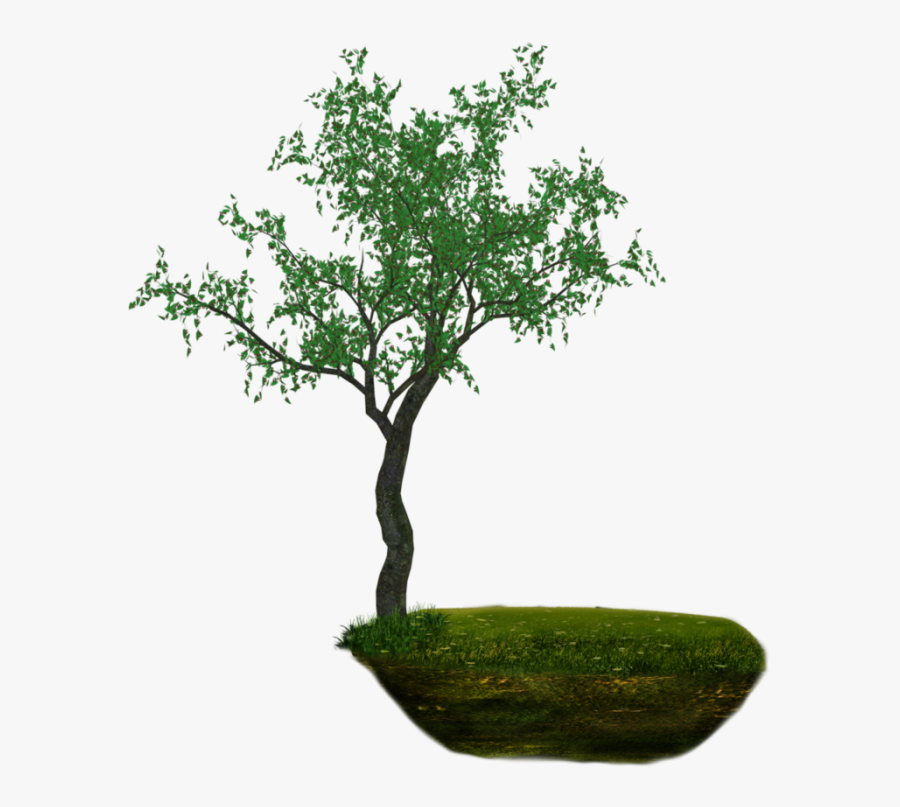 Png Land - Bonsai, Transparent Clipart