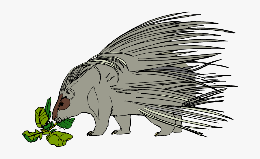 Porcupine Clip Art - Porcupine Clipart Png, Transparent Clipart
