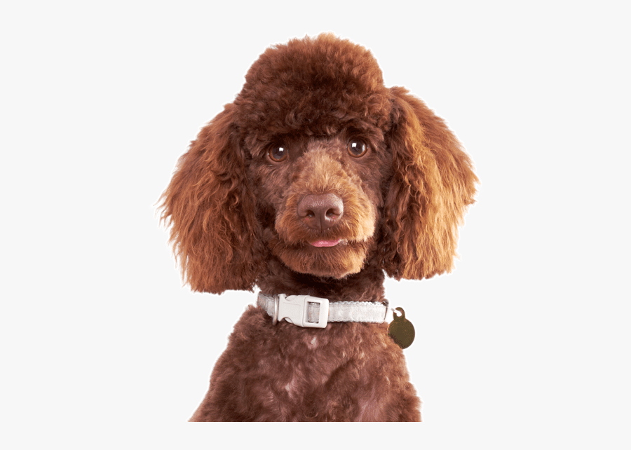 Clip Art Miniature Puppies Dogs - Brown Poodle, Transparent Clipart