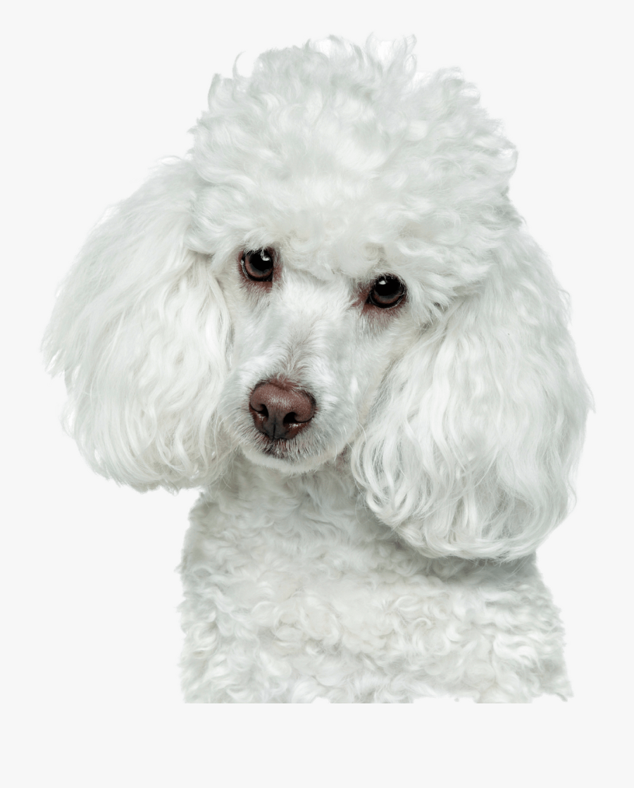 Golden Retriever Puppy Png - Poodle Png, Transparent Clipart