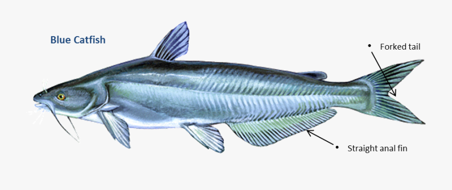Clip Art Catfish Photos - Blue Catfish Tail, Transparent Clipart