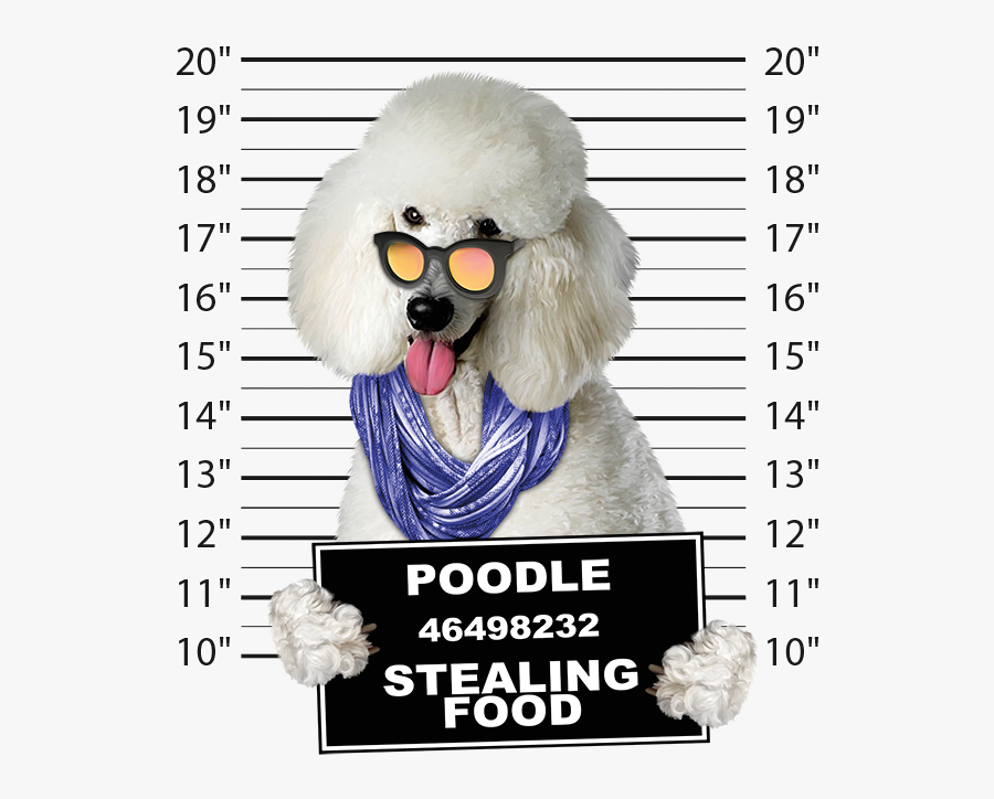 Poodle Mugshot - Career, Transparent Clipart
