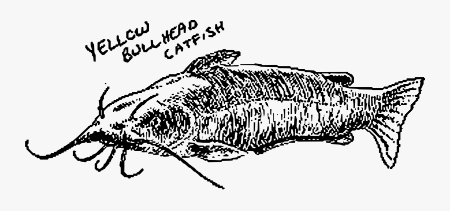 Art,monochrome Photography,carnivoran - Yellow Bullhead, Transparent Clipart