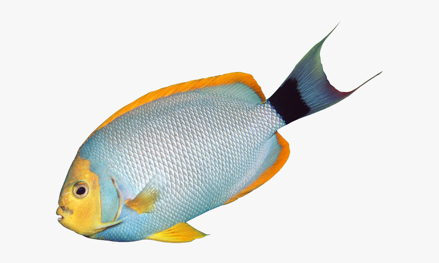 Salt Water Fish Clipart - Transparent Aquarium Fish Clipart, Transparent Clipart