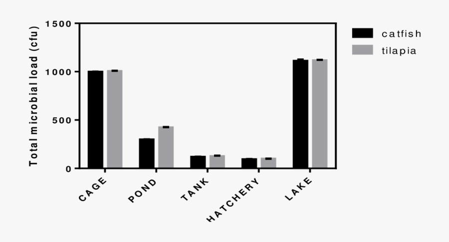 Total Microbial Load On Surfaces Of Tilapia And Catfish - Micrometre, Transparent Clipart