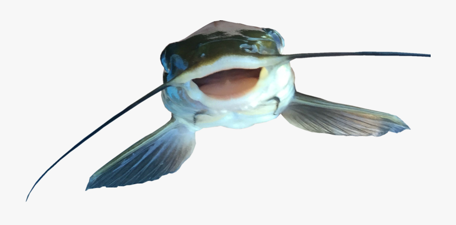 Catfish Png File - Catfish Png, Transparent Clipart
