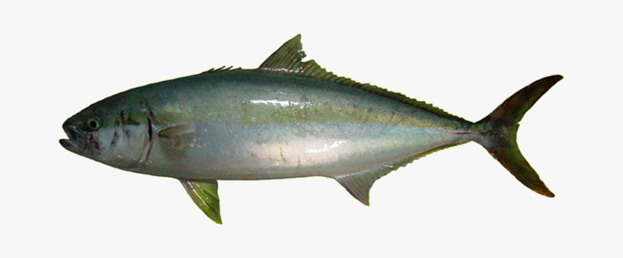Kingfish Png Clipart - Transparent Background Kingfish, Transparent Clipart