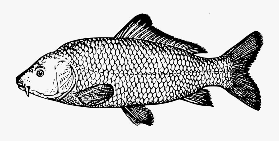 Drawing Of A Carp, Transparent Clipart