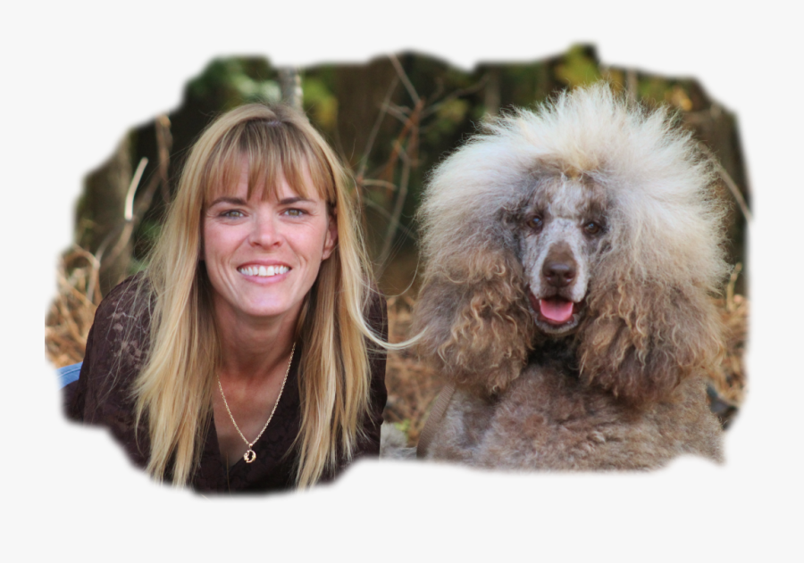 Transparent Poodle Clipart - Large Poodles For Sale, Transparent Clipart