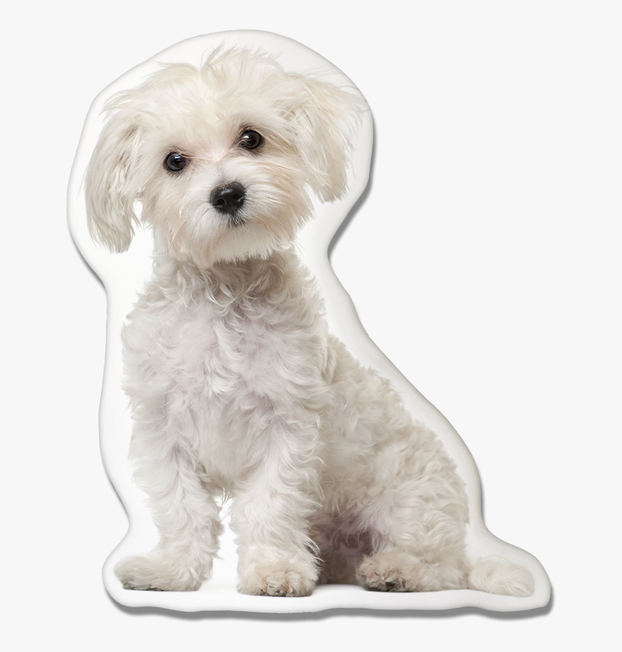 Clip Art Dog Pillow Pawjoy - Maltese 6 Months, Transparent Clipart