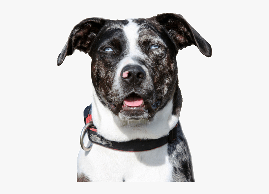 Clip Art Poodle With A Mohawk - Companion Dog, Transparent Clipart