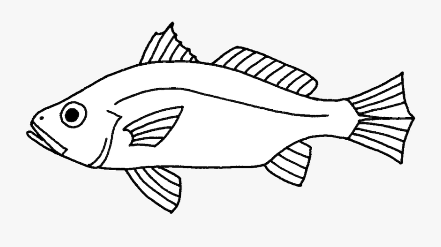 Picture - Black Drum Fish Drawing, Transparent Clipart