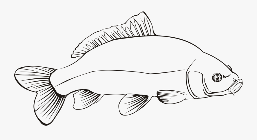 Freshwater Fish Carp Line Art Fresh Water Free Commercial - Freshwater Fish Black And White Clipart, Transparent Clipart
