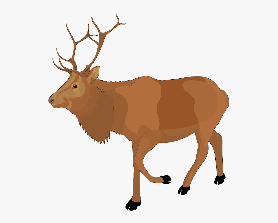 Color, Walking, Moose, Animal, Antlers - Real Reindeer Clipart, Transparent Clipart