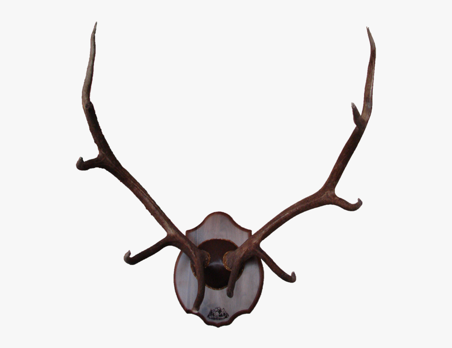 Reindeer Elk Antler Moose - Elk Antler Mount, Transparent Clipart