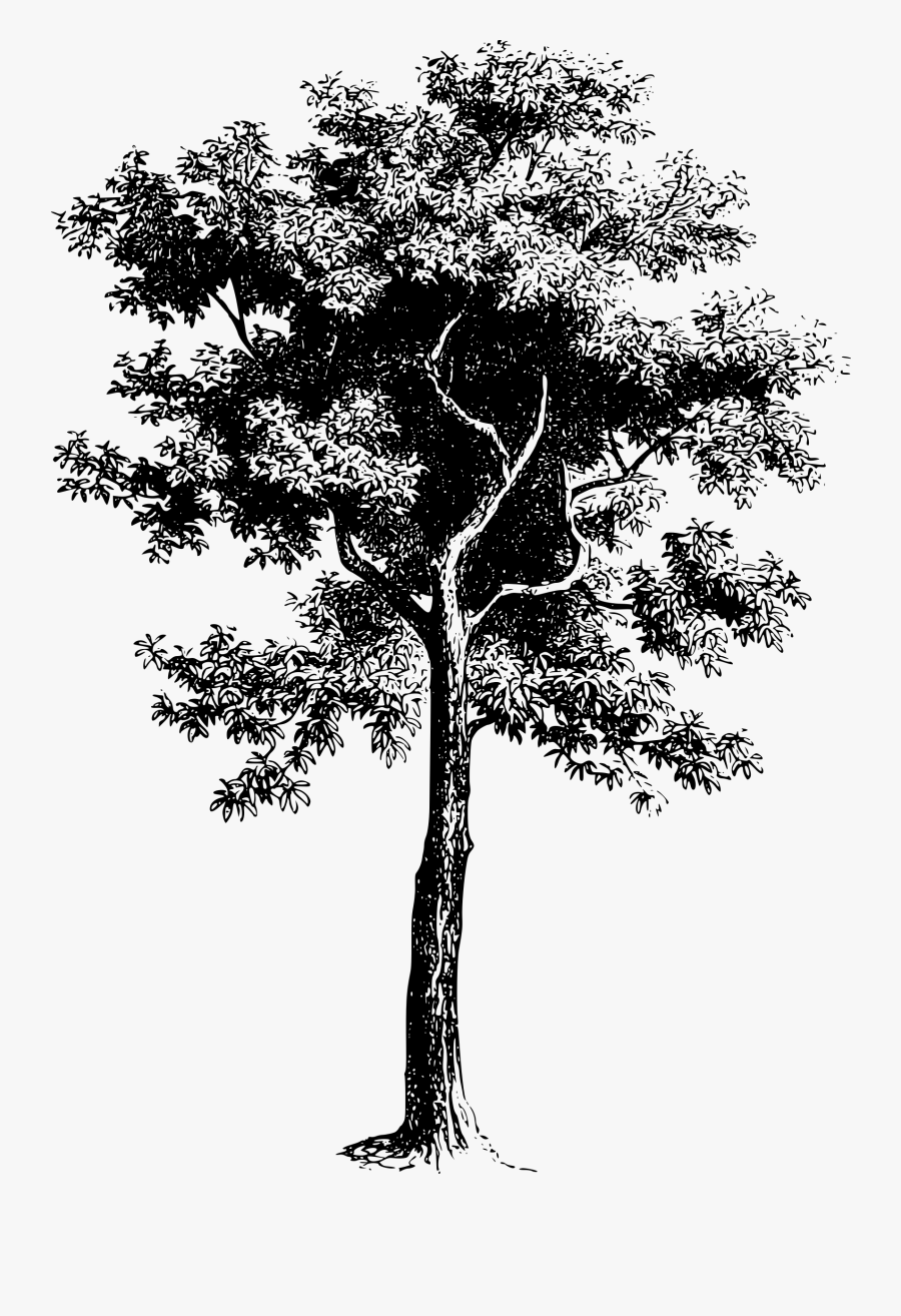 Vector Download Diospyros Ebenum Big Image - Trees Black And White Png, Transparent Clipart