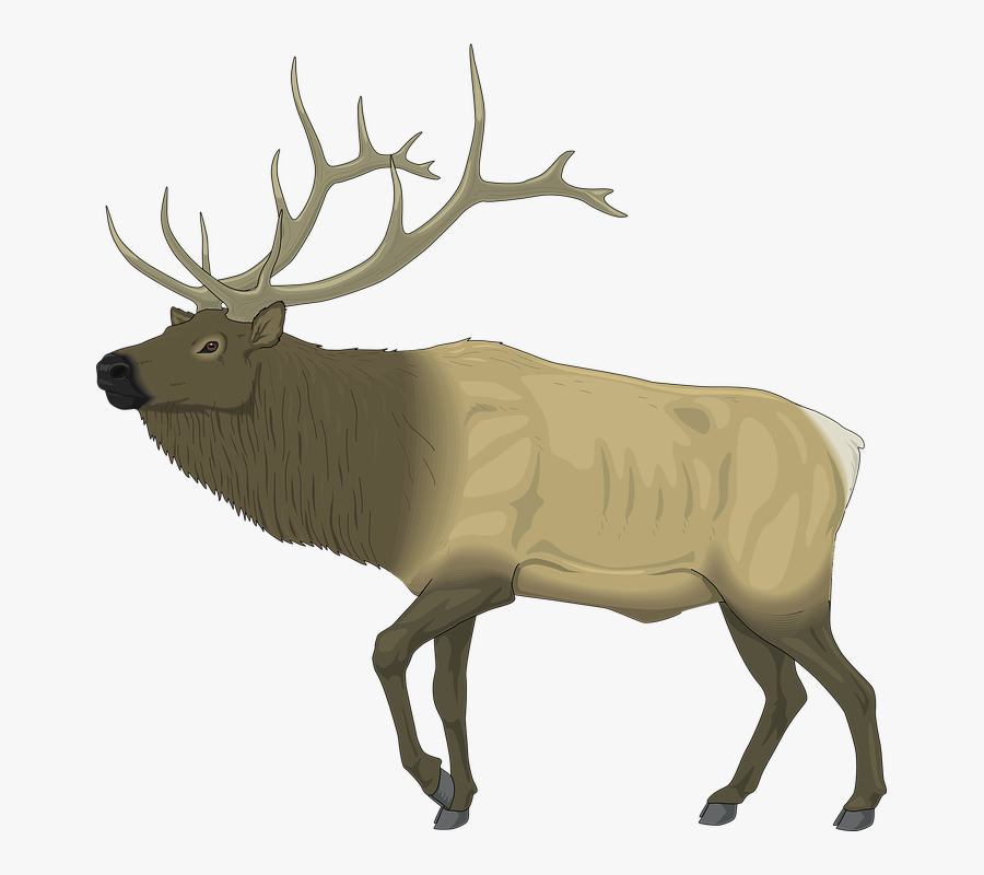 Moose, Large, Body, Animal, Mammal, Antlers - Elk Clip Art, Transparent Clipart