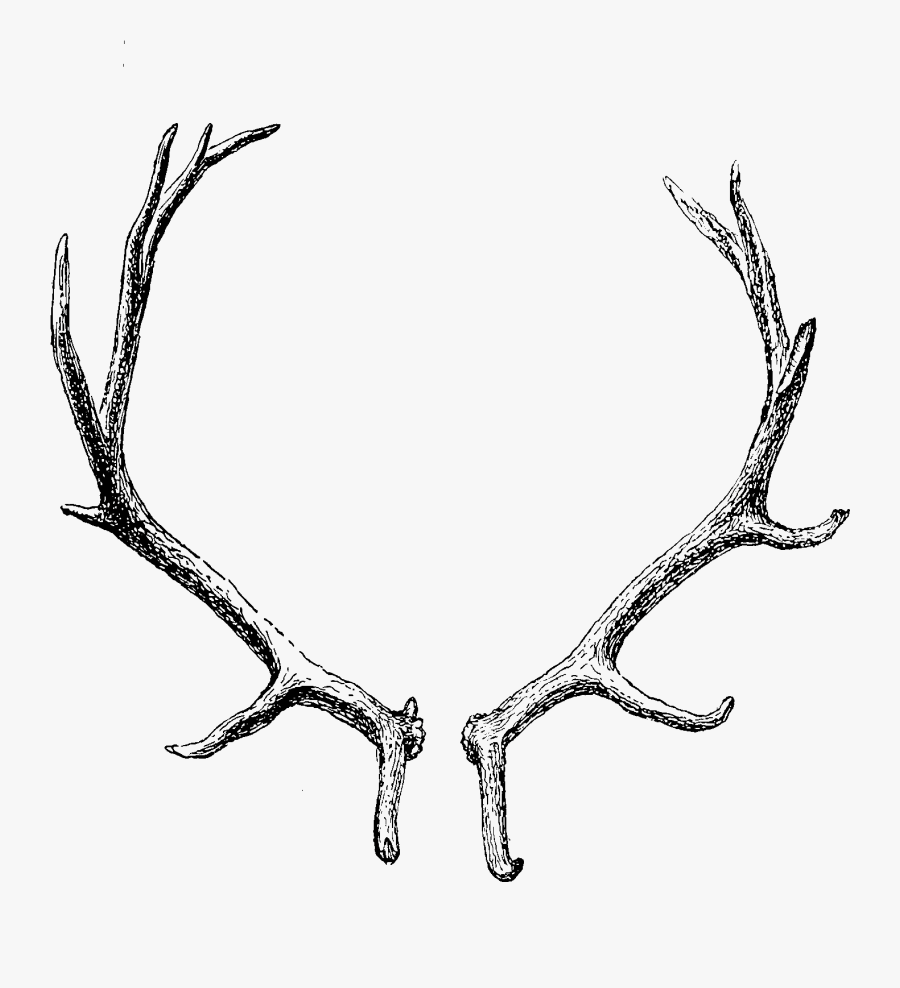 Reindeer Antler Horn Clip Art - Deer Antlers Transparent Background, Transparent Clipart