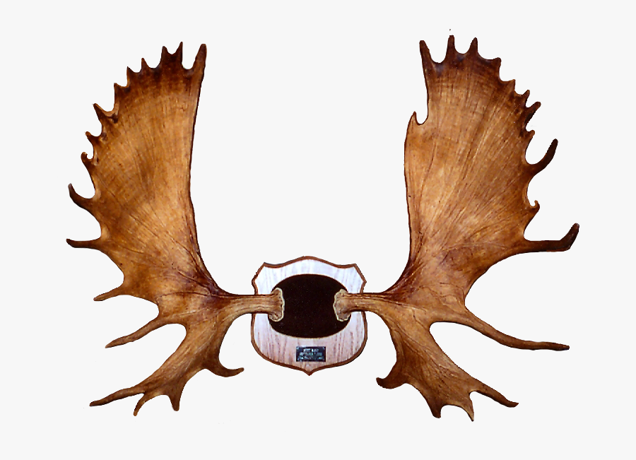 Лосиные рога на стену. Трафарет "оленьи рога". Рога оленя для вырезания. Рога лист. Рога лося на медальоне.