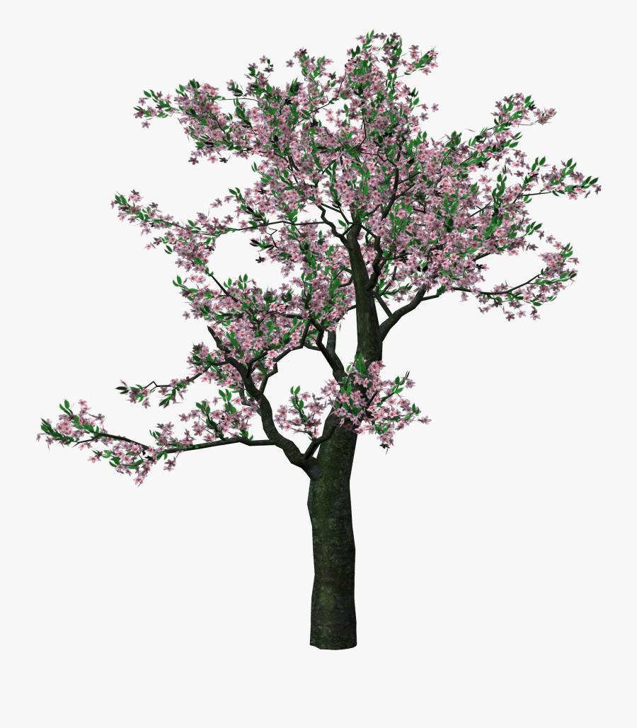 High Resolution Giant Tree Png, Transparent Clipart