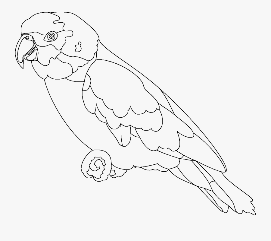 Transparent Macaw Clipart - Parrot Outline, Transparent Clipart