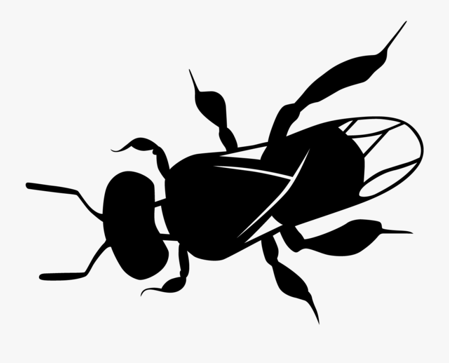 Clipart Bee Path - Australian Native Bee Drawing, Transparent Clipart