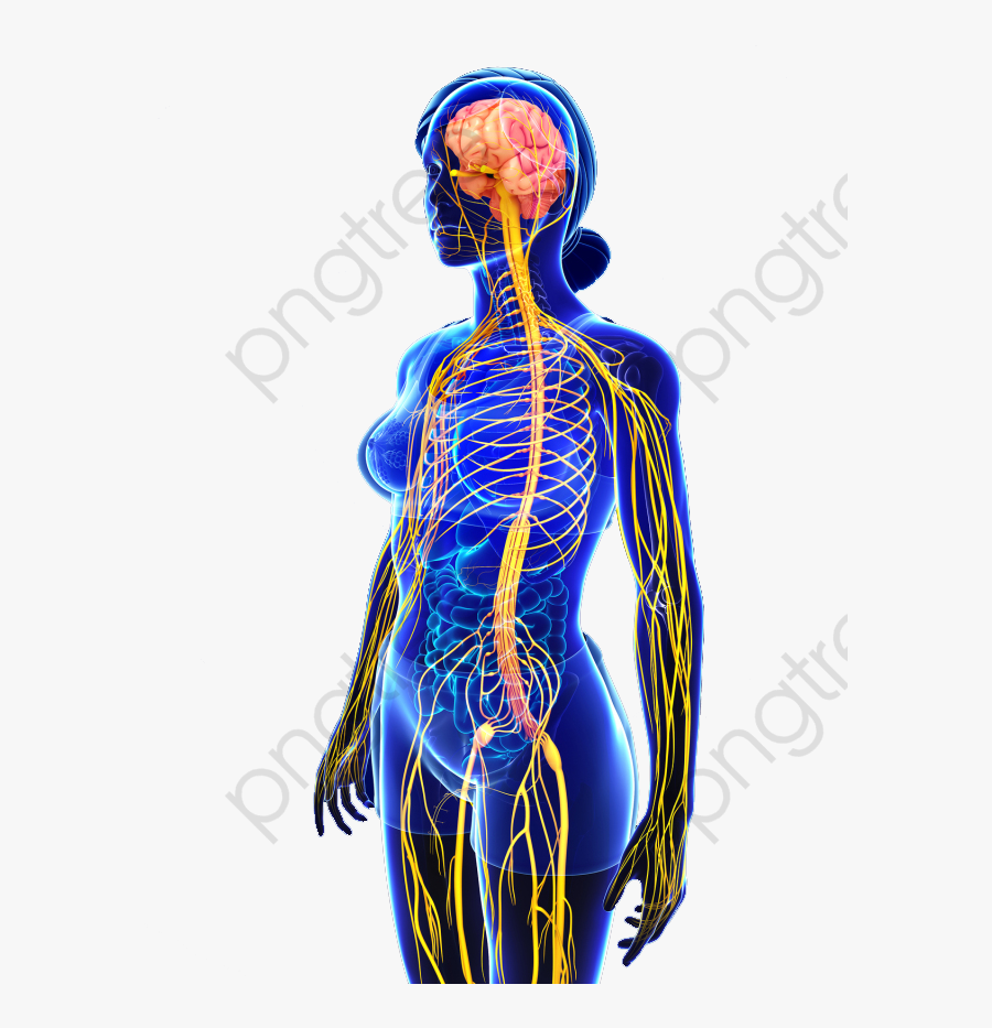 Female Human Nervous System, Nervous System, Nerve, - Sistema Nervoso Imagens, Transparent Clipart