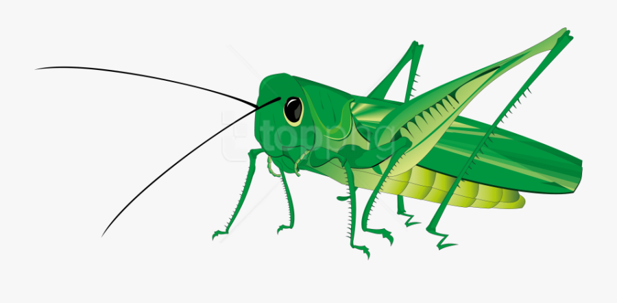 Grasshopper Png Transparent Background - Grasshopper Png, Transparent Clipart