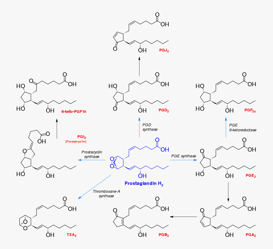 Prostanoid Synthesis - Prostaglandin Synthesis, Transparent Clipart