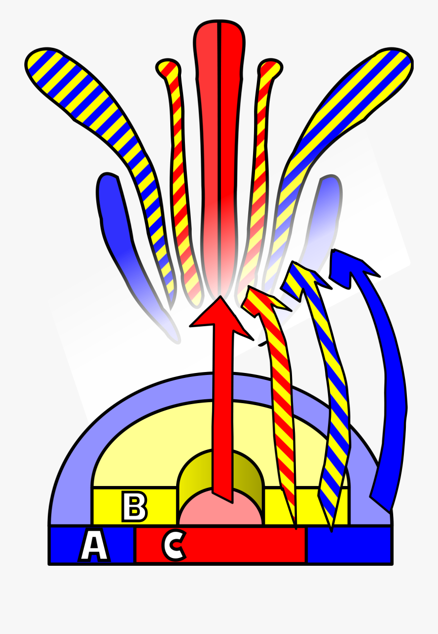 Abc Model Of Flower Development, Transparent Clipart