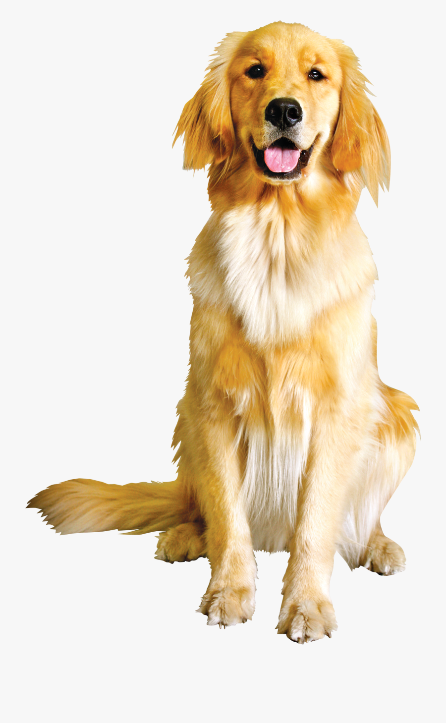 Dog Yawns, Transparent Clipart