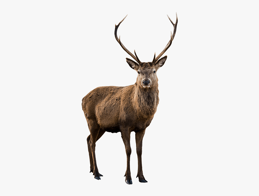 Big Game Hunting Lodge - Examples Of Herbivores Animals, Transparent Clipart