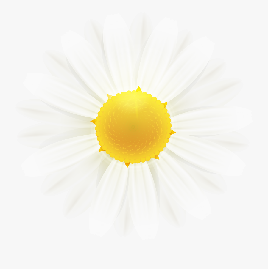 Flower Clipart Daisy, Transparent Clipart